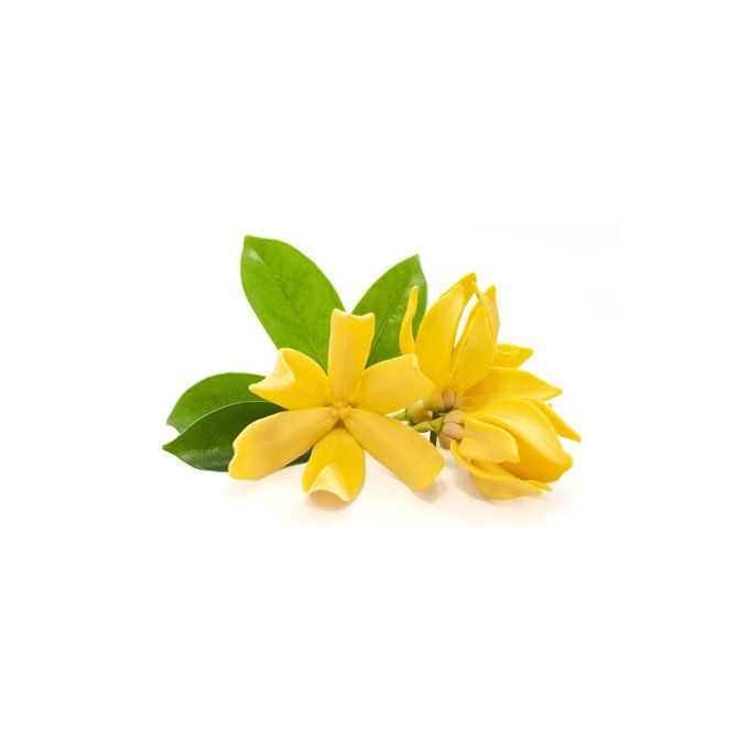 Ylang ylang