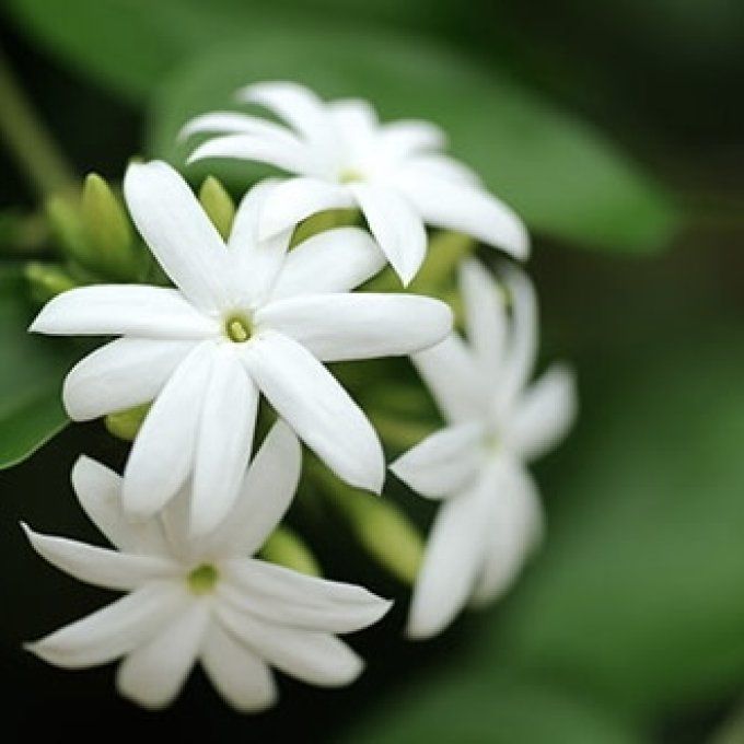 Jasmin