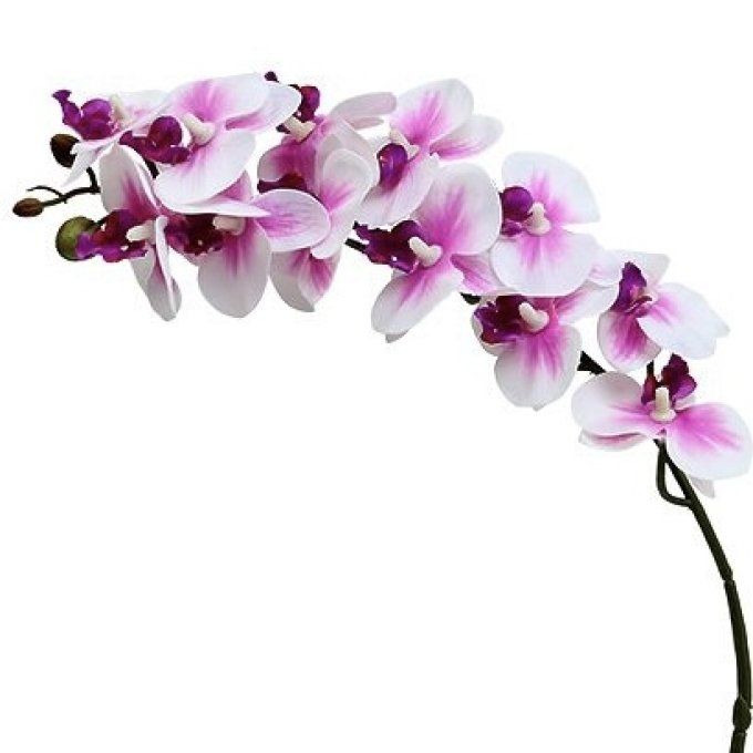 Orchidée blanche